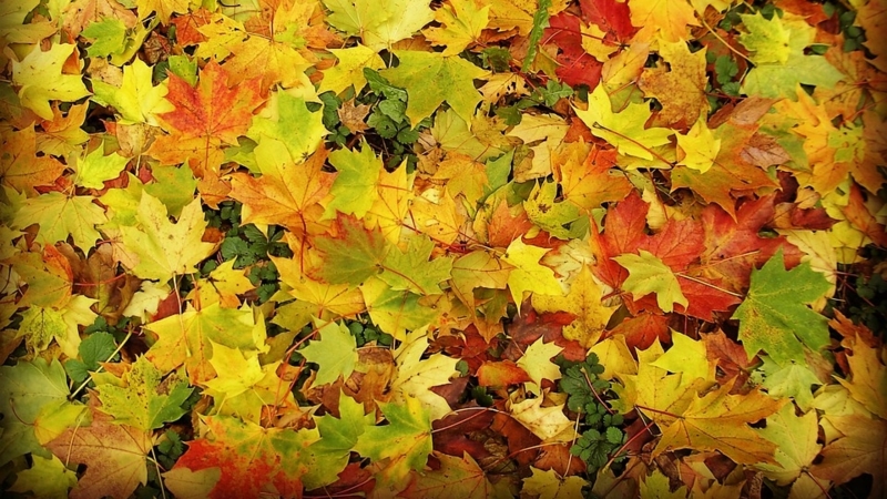 Herfstvakantie en studiedag (morgen)